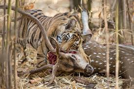 Deer and mouse deer hunted in Nagarhole Tiger Reserve